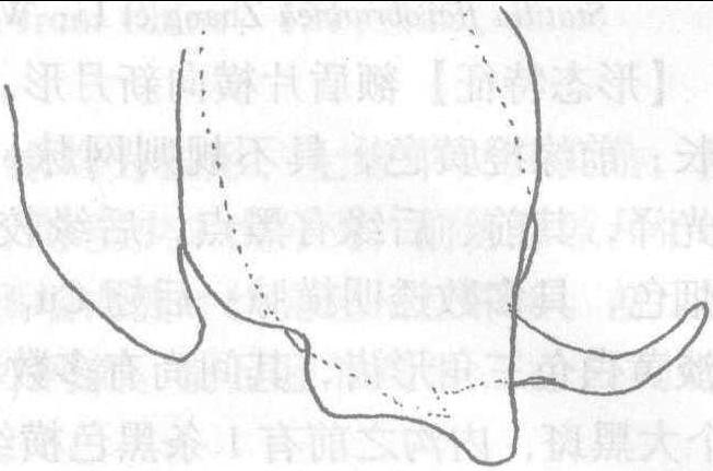 (四)污斑螳属